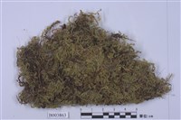 藏品(擬油苔)的圖片